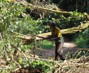 Large trees across main road.